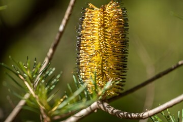 Golden Delight: Exploring the Vibrant Yellow Banksia Flower in NSW, Australia