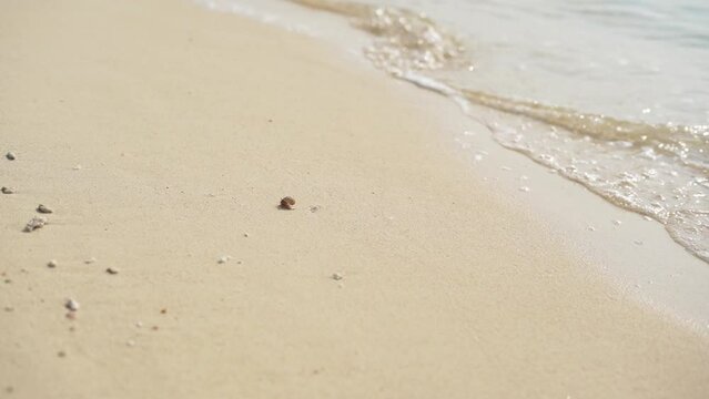 Close up Waves  beach hermit crab inside shell running sandy. 