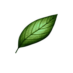Leaf
