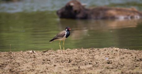 Red-wattled lapwing (Vanellus indicus) standing still on a muddy surface near a water stream.