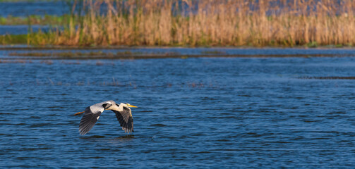 Grey heron flying close to the water surface.