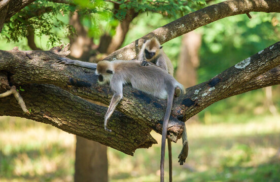 Pair of tufted gray langur monkeys resting on a tree, grooming each other. - Powered by Adobe