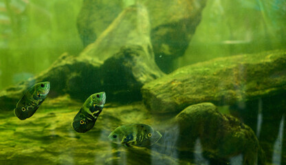 Oscar fish tank in Dharmapala Park. Agrresive exotic freshwater fishes.