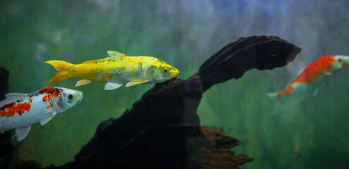 Colorful koi carp fishes swimming in a freshwater aquarium tank in Dharmapala park, Galle.