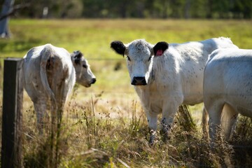 Sustainable produced carbon neutral cattle farm. With cows grazing on native pasture in a field