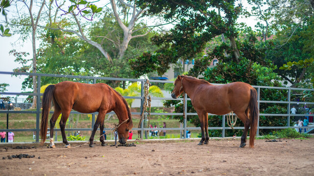 Two horses in the stable of Dharmapala park in Galle.
