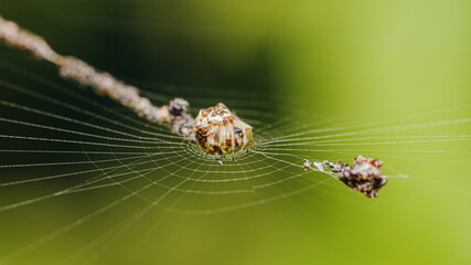Brown Orb Weaver Spider on web and prey, Wrapping its insect prey in silk with nature background, Selective focus.