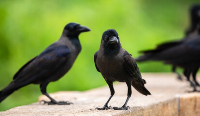 Fototapeta premium A bunch of House crows searching for food on a concrete wall.