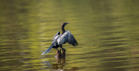 Indian shag resting on a pole in the lake spreads wings, drying them after the dive.