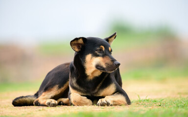 Cute dog lying on the ground and resting and looking away.