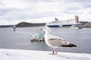 A large seagull stands on the marble ledge of the roof and gazes into the distance at the cityscape