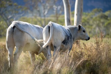 Beautiful healthy sustainable cows grazing in a field 