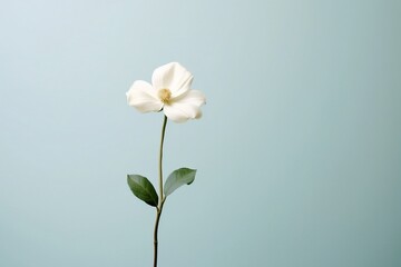 Embodying Serenity A Single White Flower on a Plain Background. Generative AI