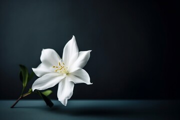 Embodying Serenity A Single White Flower on a Plain Background. Generative AI