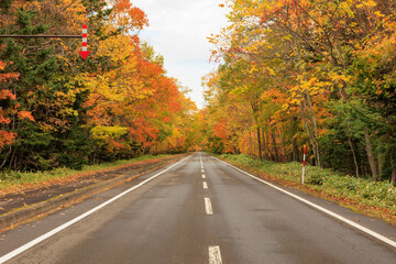 秋の紅葉した並木と道「秋の北海道・屈斜路摩周湖畔線」 - obrazy, fototapety, plakaty