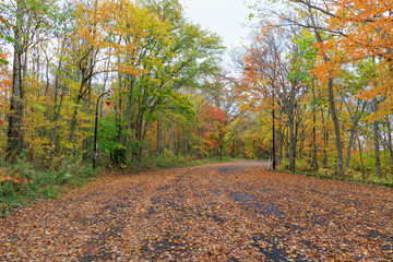 秋の紅葉した並木と道「秋の北海道・屈斜路摩周湖畔線」