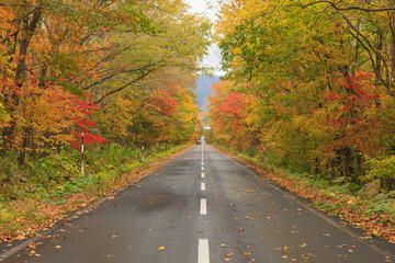 秋の紅葉した並木と道「秋の北海道・屈斜路摩周湖畔線」 - obrazy, fototapety, plakaty