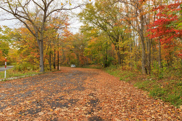 秋の紅葉した並木と道「秋の北海道・屈斜路摩周湖畔線」