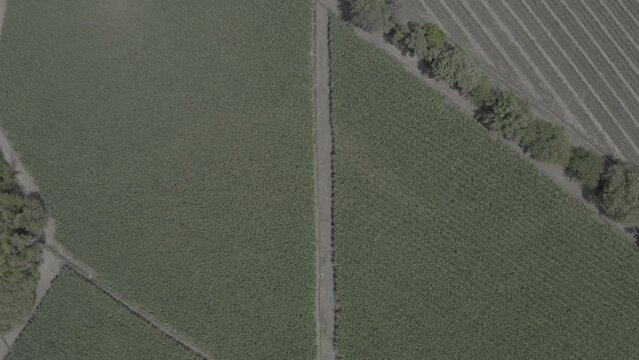 Cain sugar crop, Valle del Cauca, Colombia