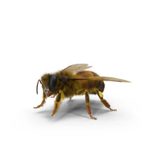 bee worker (female honey bee) close up