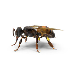 big drone bee (male honey bee) close up