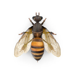 big drone bee (male honey bee) close up
