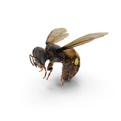 big drone bee (male honey bee) close up