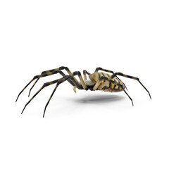 Garden spider