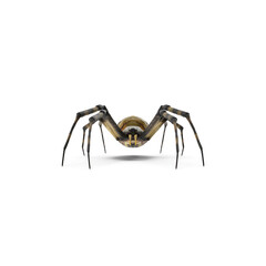 Banded garden spider Argiope trifasciata