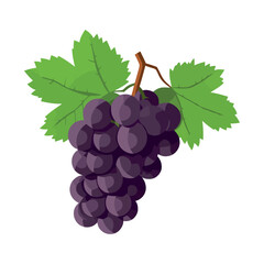 Fototapeta premium Fresh grape bunches ripe