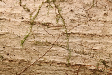 Close up photo of white bark tropical tree from Indonesian New Guinea