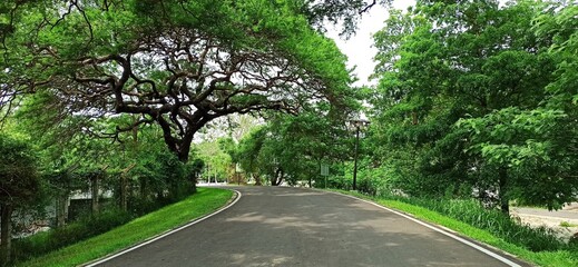 beautiful location in Srilanka anuradhapura Nuwara wewa entrance street , beautiful tree, good for wallpaper 