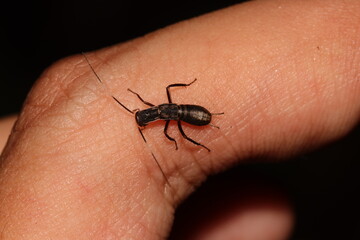 close up photo of small cricket sitting on the finger