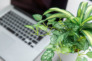 ノートパソコン　laptop