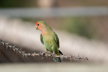 Rosy faced lovebird on an ocotillo branch
