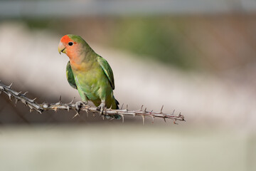Rosy faced lovebird on ocotillo branch.