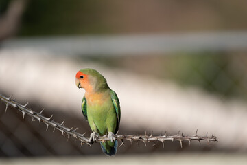 Rosy faced lovebird on ocotillo branch.