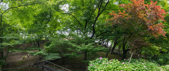 谷間の花菖蒲園の風景