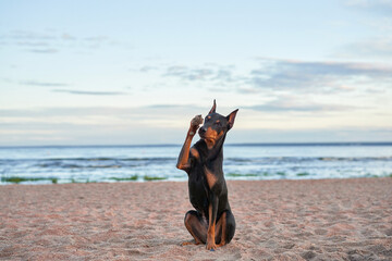 German Standard Pinscher on the beach near the water, on the sea. dog on nature at water