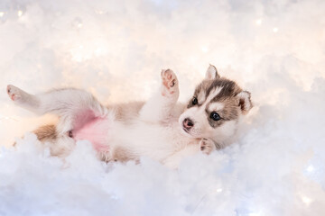 A little one and a half month old husky puppy on white fluff with luminous garlands.