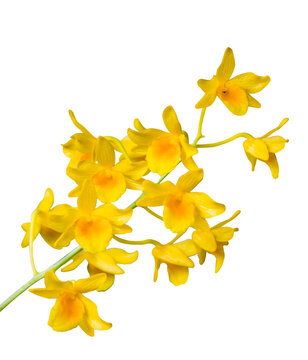 Bunch  of yellow orchid flowers