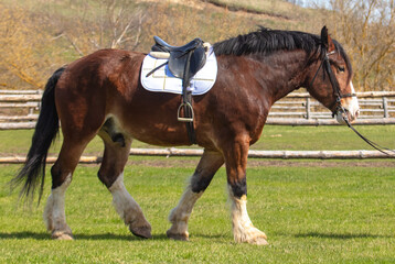 Portrait of a horse saddle on his back at the farm
