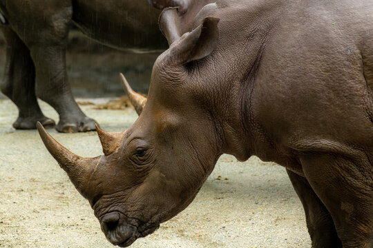 White rhino or square-lipped rhinoceros, Ceratotherium simum. Big male, close up portrait