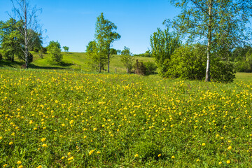Flowering Globeflower on a meadow in the summer