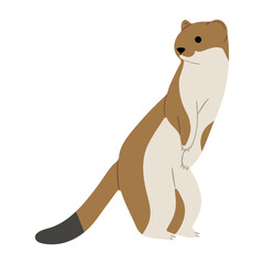 stoats,ermine and weasels cute 8 on a white background, vector illustration. 