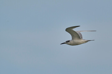Fototapeta na wymiar The sandwich tern in flight over the sea