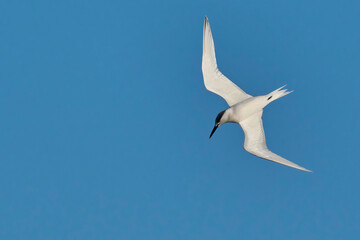 The sandwich tern in flight over the sea