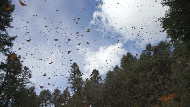 Thousands of monarch butterflies flying through the air in the Monarch Butterfly Reserve in Mexico. Slow motion low angle shot looking up towards the sky and tree tops.