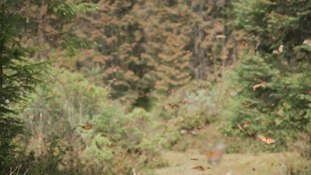 A monarch butterfly swarm. Thousands of butterflies flying around the Monarch Butterfly Biosphere Reserve in Mexico.