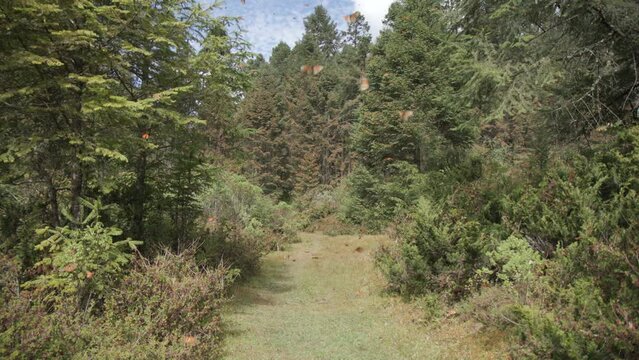 In the Monarch Butterfly Biosphere Reserve in Mexico, thousands of Monarch butterflies fly over a grass clearing in between the trees.